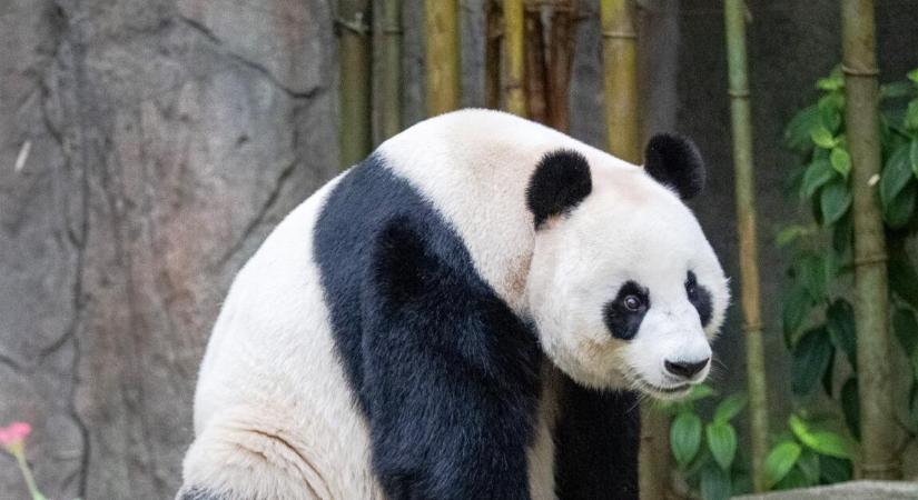 Százmilliárdokért adna el pandakötvényeket Kínában az Államadósságkezelő Központ