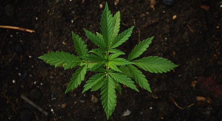 100 gramm – nem bűncselekmény: Csehország legalizálta a marihuánát