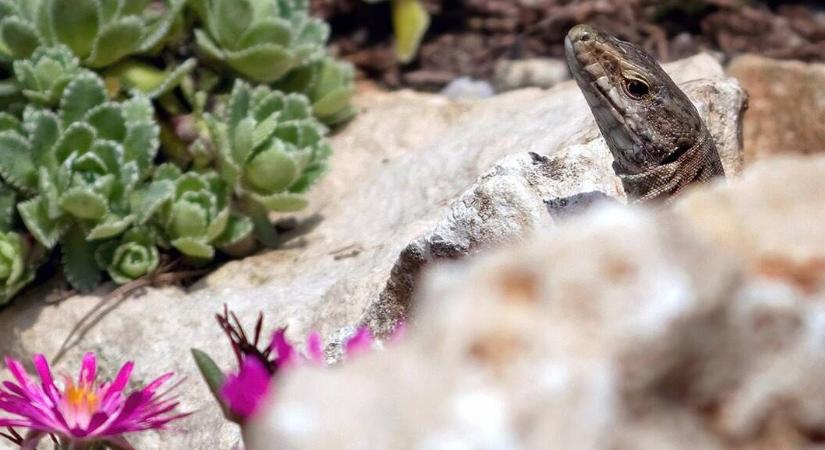 Sziklakertet építene? – Ez a siker titka!