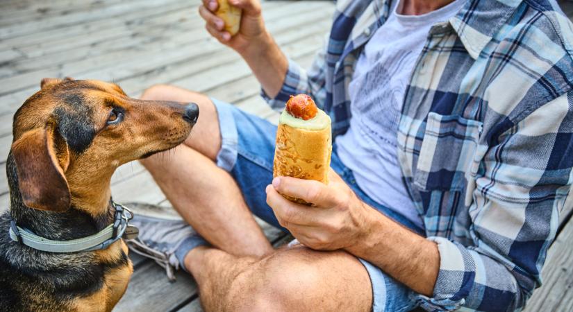 Retró hot dog tárkonyos-mustáros szósszal