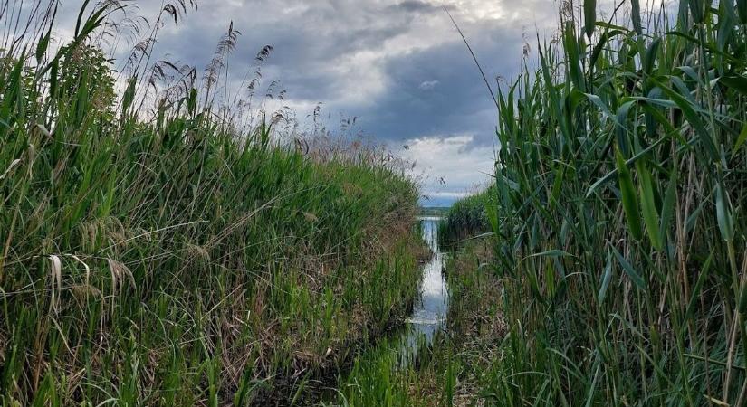 Szakavatott vezetővel merészkedhetünk be a Kis-Balaton vízi világába