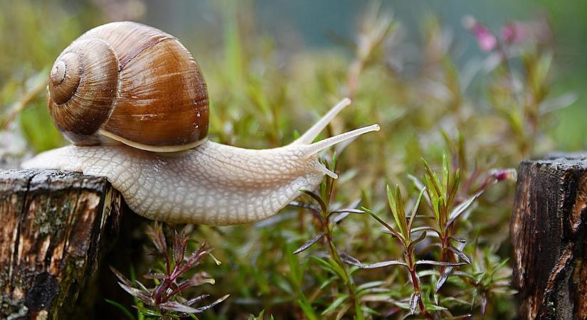 Csiga vagy meztelencsiga van a kertedben? Itt a megoldás!