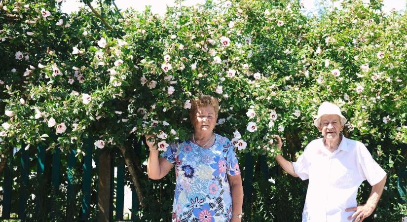 Pista bácsi és Juliska néni hibiszkusza