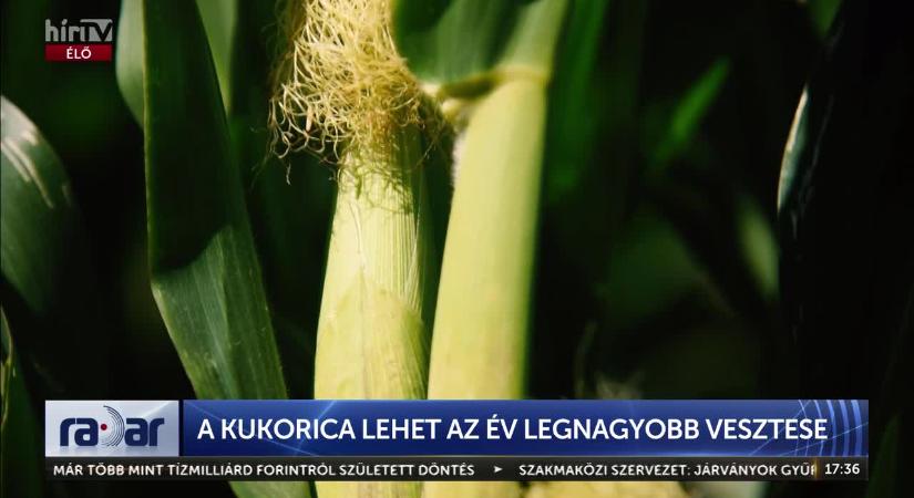 Radar - A kukorica lehet az év legnagyobb vesztese  videó