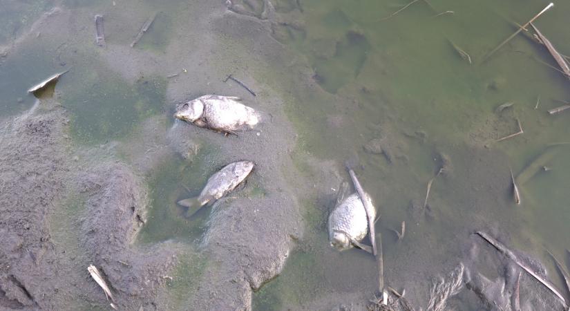Civaqua: újabb adag állami pénz érkezik Debrecenbe, nagy terveket sző a városvezetés