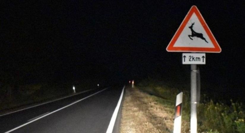 Mit tegyünk ha vadat gázolunk? - Ezt minden autósnak tudnia kell