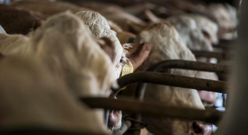 Lépfenétől pusztulnk a szarvasmarhák Horvátországban