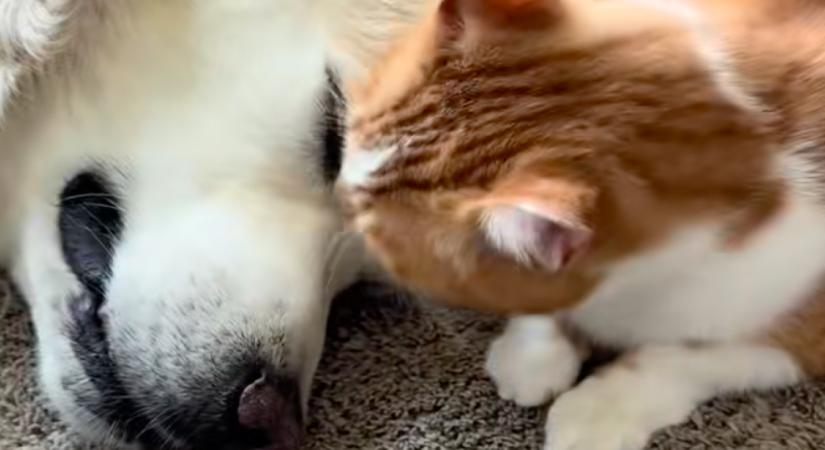 A macska elvesztését gyászolja a golden retriever: amit a családja tesz, szíveket olvaszt meg - Videó