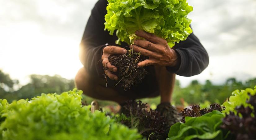 A nyár közepe a kert újraindítása – mire figyelj másodvetésnél?