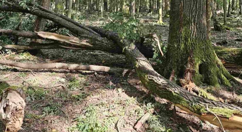 Vannak még balesetveszélyes területek a vihar tépázta erdőkben