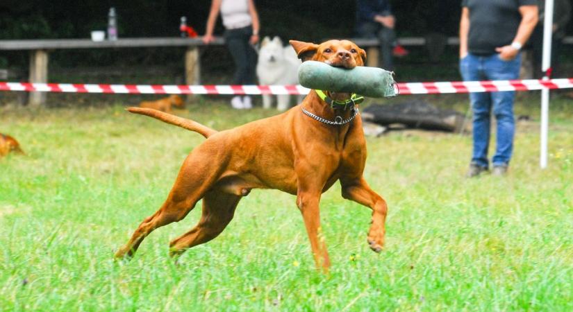 Nézd, mit tudnak a vizslák! Profik és amatőrök versenyeztek Zalában (galéria)
