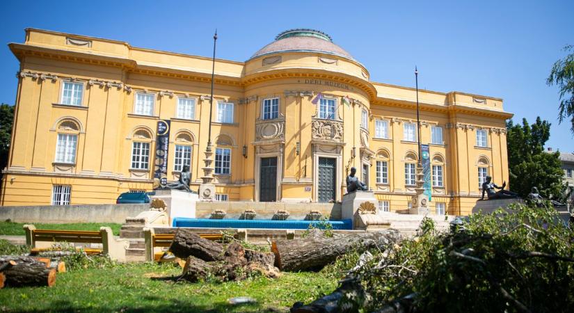 Miért vágták ki a nagy nyírfát a debreceni múzeum parkjában? – fotókkal