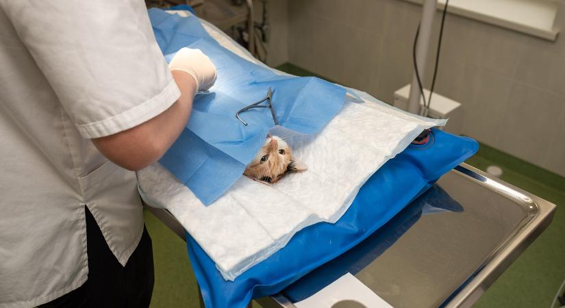 Így lehet minden szabálynak megfelelni ha állategészségügyi laboratóriumot nyitnánk