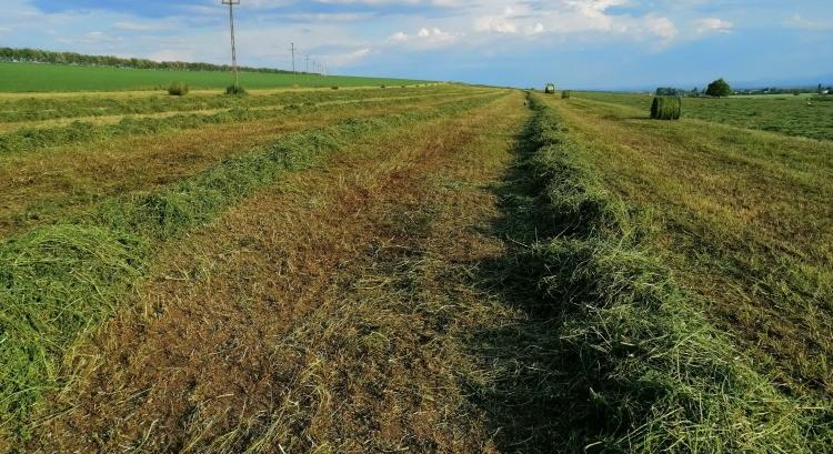 Elismerték: kaszálással nem szűnik meg a növényborítottság