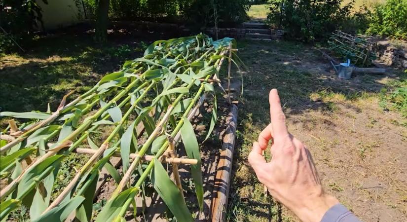 Olasznád forever! Természetes árnyékoló a veteményesbe, műanyag nélkül – videón mutatjuk, hogyan!