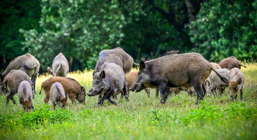 Az utakon halálosan rettegünk tőlük, ebben a varázslatos erdei környezetben viszont imádnivalók - nézd, milyen sokan vannak!