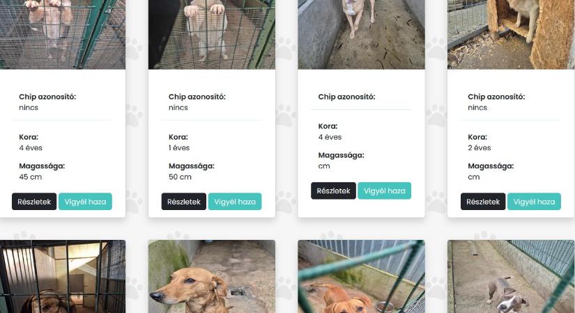Egy óra alatt befogták a Csomorkányi utcán haszonállatokra támadt kutyákat