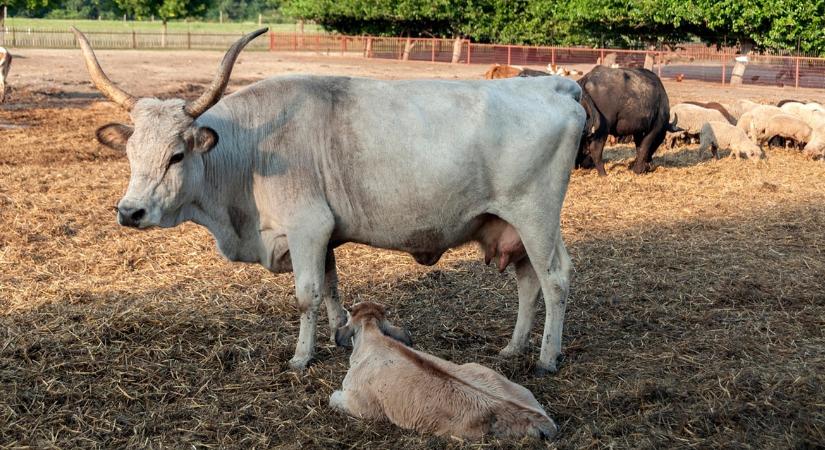 Altatólövedékre is szükség volt a többmázsás állatok becserkészéséhez
