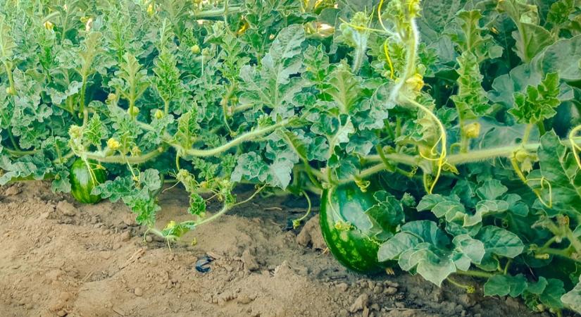 Mézédes dinnye Sárbogárdról – sikeres termesztés az IKR Agrár támogatásával
