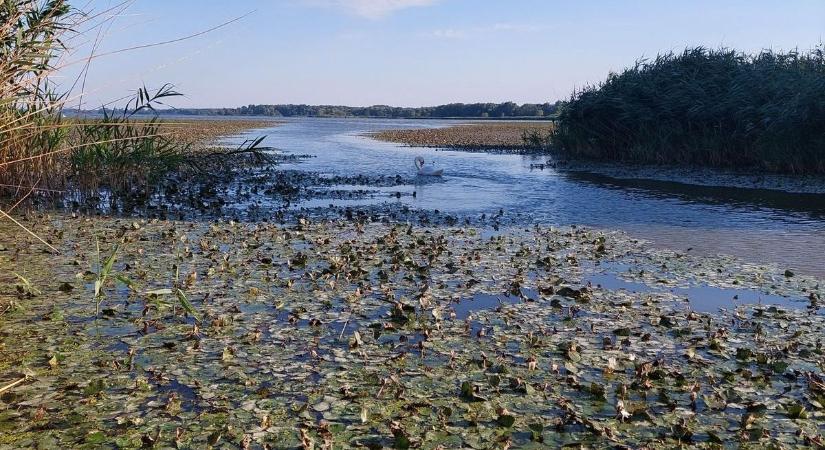 Egyre jobban terjed a sulyom a Kis-Balatonban