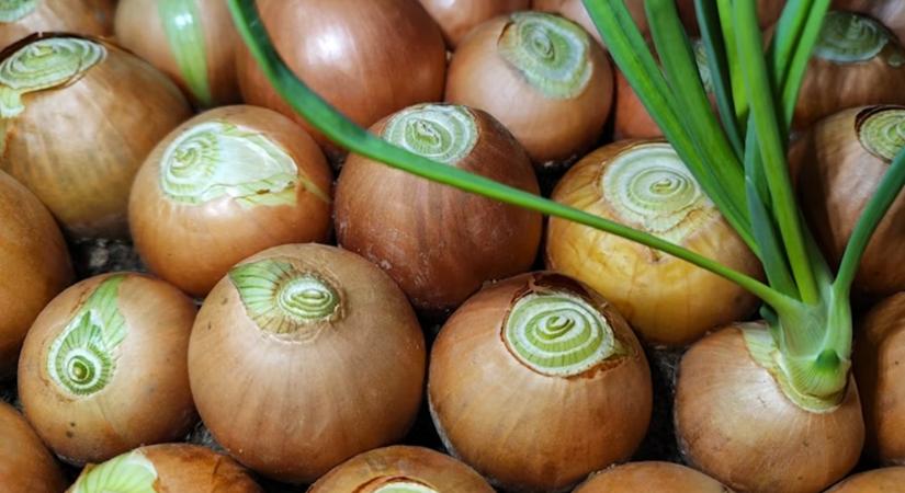 Hagyma, ami nem rohad meg – egy indiai tini forradalmi találmánya