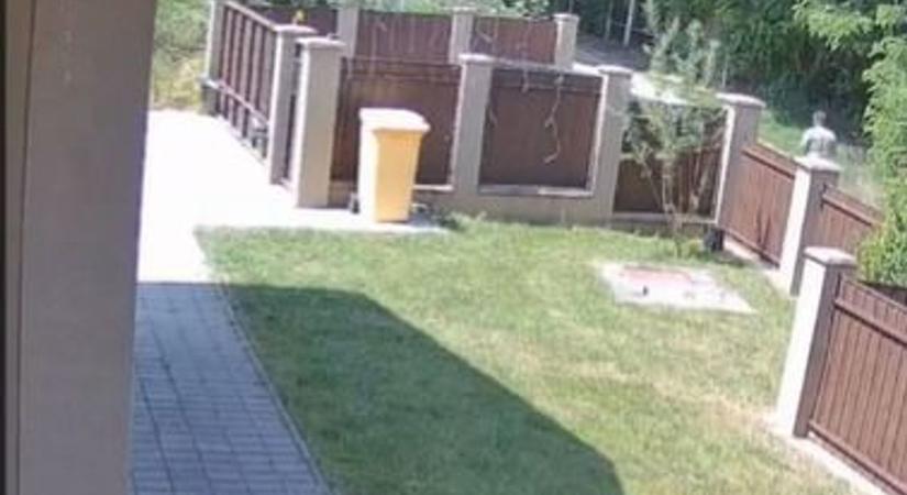 Szomorú, mit tett a miskolci úr, lebuktatta a kamera! Videón, ahogy halál nyugodtan sétál a kerítés előtt