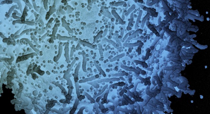Mit kell tudnunk az eddig felfedezett koronavírus-mutációkról?