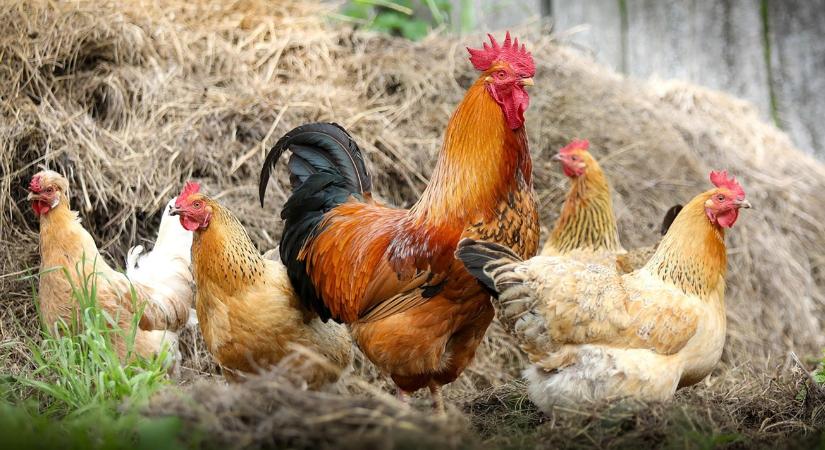 Kettesével veszi a lépcsőt felfelé a baromfi ára