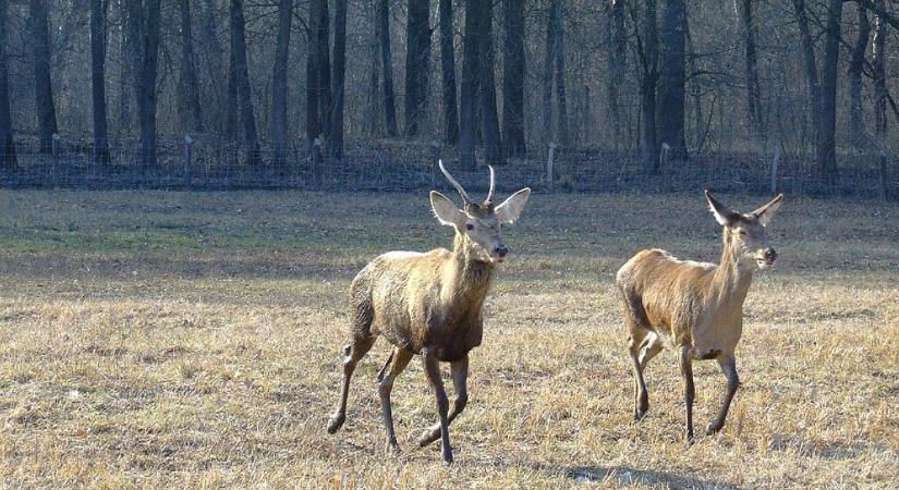Kezelik a Duna-Dráva Nemzeti Park gyepterületeit