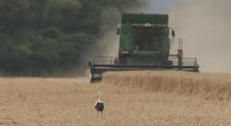 Radar – Kiderült, milyen minőségű búzát sikerült idén aratni  videó