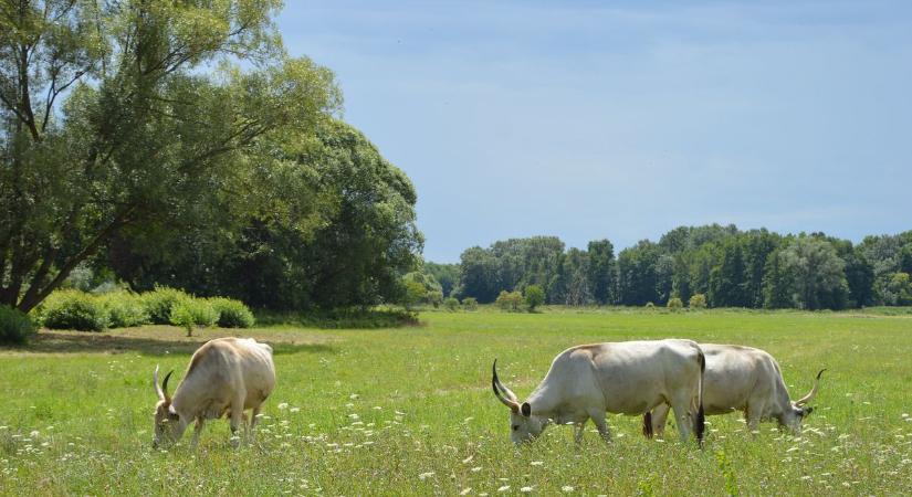 Elbontják a zsilipet ennél a dunántúli tónál és újat építenek helyette