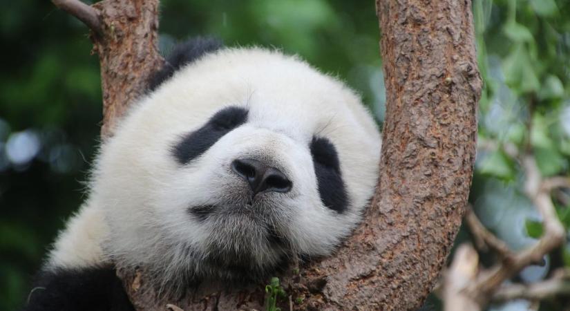 Pandakötvényeket dobott piacra a magyar állam Kínában