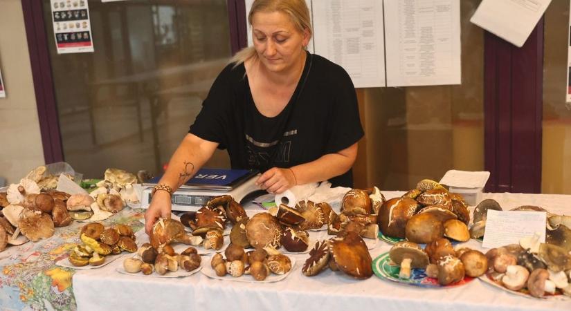 Végre! Megjelent a nyári vargánya a Mecsekben és a pécsi vásárcsarnokban is (VIDEÓ)