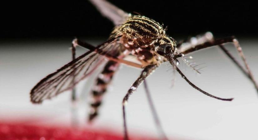 Figyelmeztet a szakértő – emberre is veszélyes betegségek jelentek meg a közelben