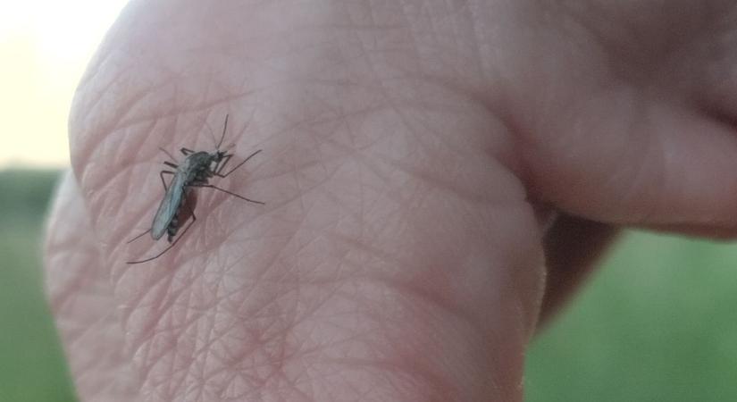 Halálos áldozatot követelt a nyugat-nílusi láz – Szúnyog terjeszti, nincs ellene védőoltás