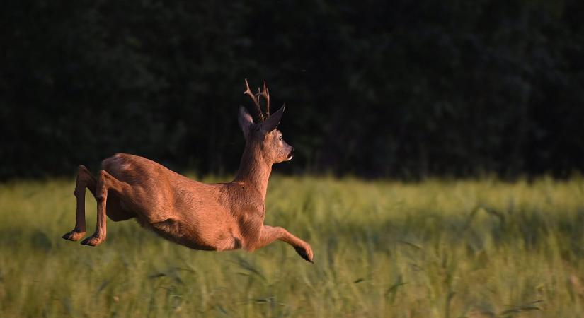 Megkezdődött az őzek párzási időszaka - veszély az utakon!