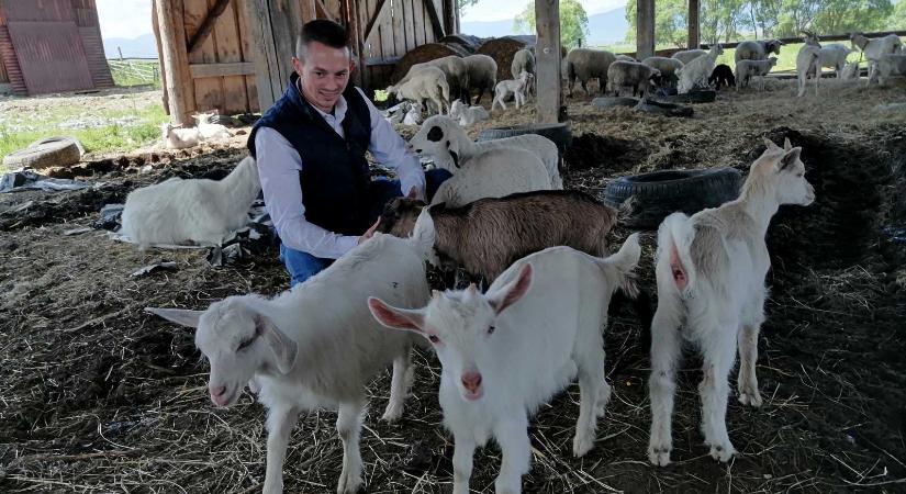 Hagyomány és kihívások: van jövője a Hargita megyei juhászatnak
