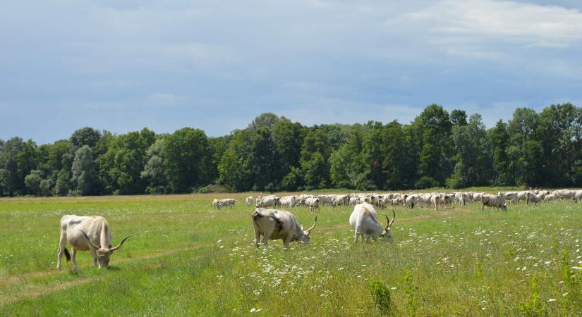 Természetvédelmi fejlesztés indul a Duna-Dráva Nemzeti Parkban