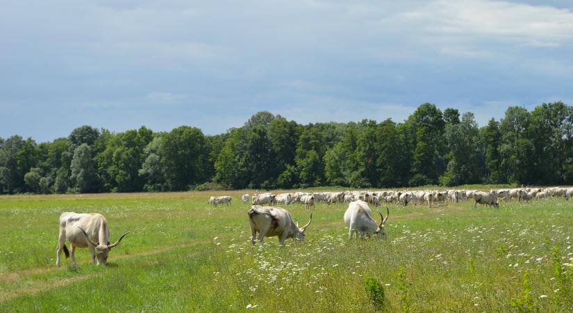 A Duna-Dráva Nemzeti Parkban védenek meg tavat és több száz hektárnyi gyepet