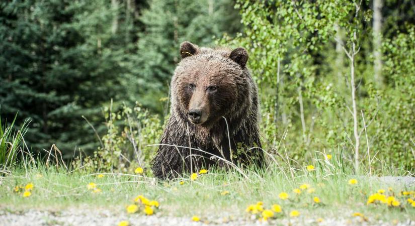 Medve ólálkodott a sátor körül – A hegyimentők segítettek