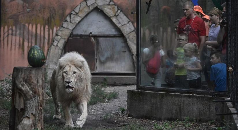 Vad éjszaka készül a Vadasparkban: oroszlánvacsora és egy sztár, akire senki sem számít!