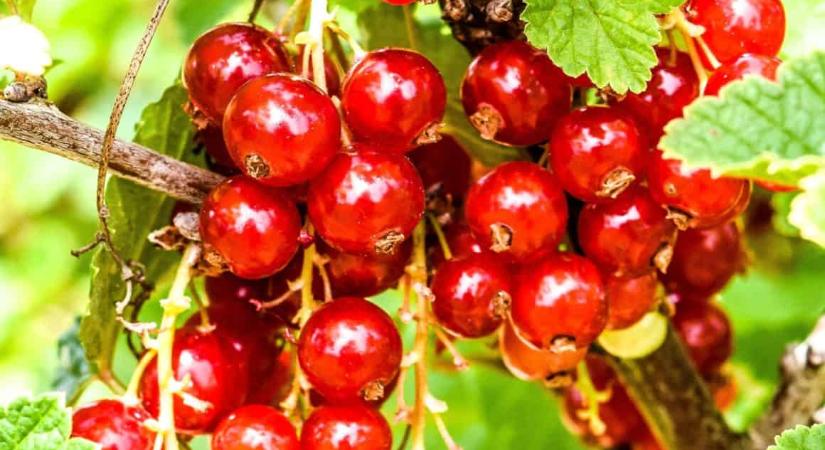 Új megközelítés kell a bogyós gyümölcsök termesztésében