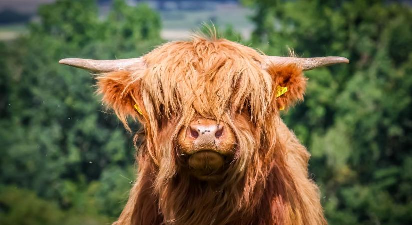 Saját showműsort kaptak az interneten a skót-felföldi marhák