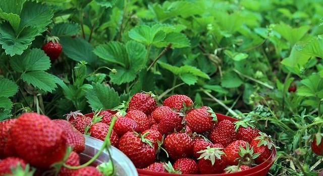 Új megközelítésre kell a bogyós gyümölcsök termesztésében