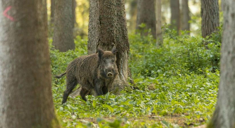 Ki felel a városi vaddisznókért? A balatonalmádi eset joghézagra világít rá