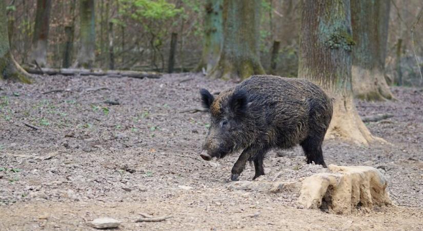 Emberre támadt vaddisznó a Balatonnál