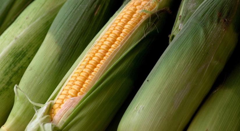 Mire figyeljünk a kukoricában alkalmazott gyomirtók esetén?