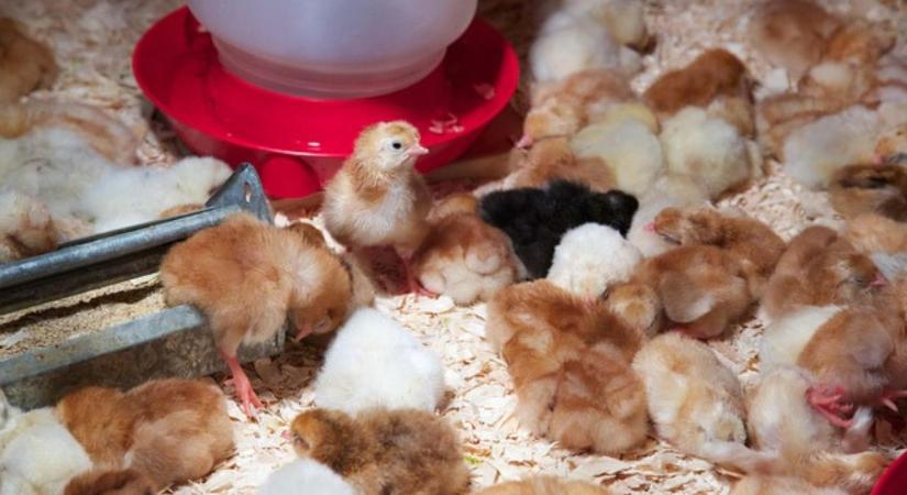 Bábolnáról jön a jövő baromfija: egyedi húshibridet állítottak elő