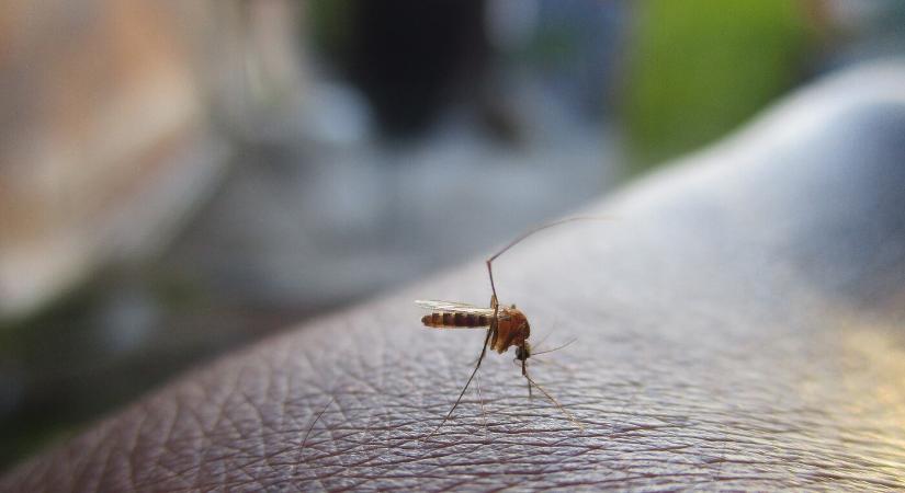 Idén is ellenőrzik a nyugat-nílusi vírus előfordulását Szlovákiában