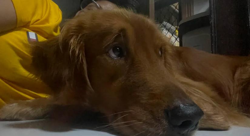 Először utazik a golden retriever nélkül nyaralni a pár: a kutya reakciója szívszorító - Videó